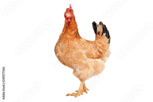Red chicken standing isolated on white background