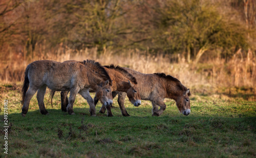 Przewalski Horse Winter