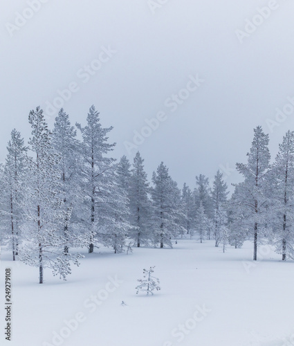 Frozen trees covered with snow in Idre, Sweden during a cold morning in winter.  © Viktorishy