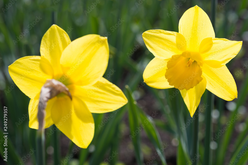 Yellow daffodils bloom in spring in the garden