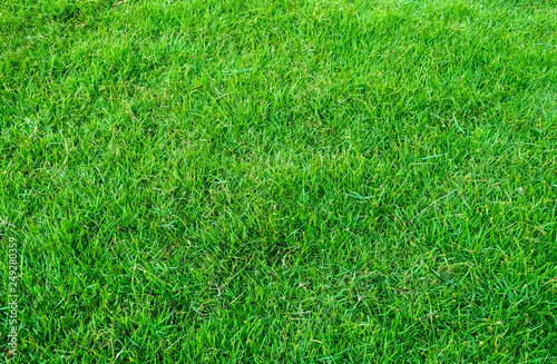 Background of green grass field. Green grass pattern and texture. Green lawn for background.