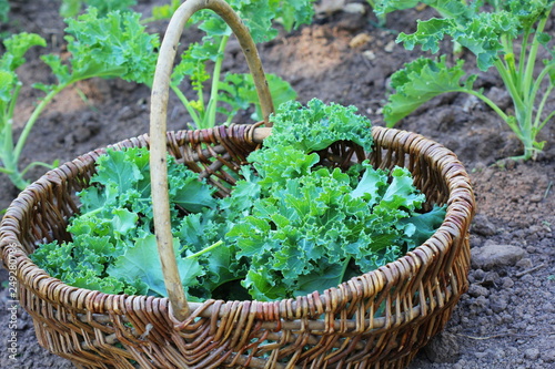 Young kale growing in the vegetable garden. Gardener picking leaves in basket photo