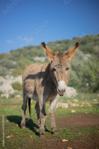 Village Donkey In Olive Grove
