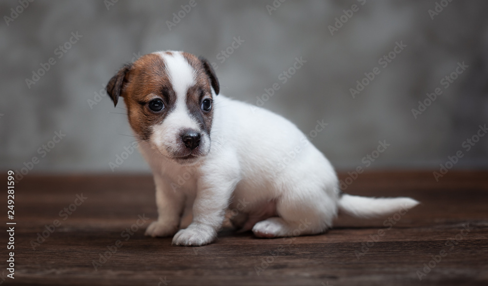 Jack Russell Terrier puppy with brown spots on the face sitting on a wooden floor against a gray wall.