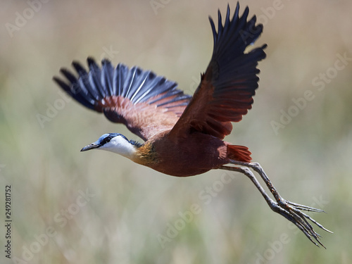 Принти на полотні African jacana (Actophilornis africanus)