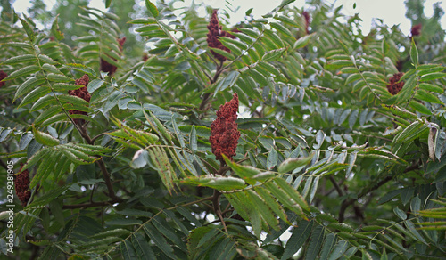 Top of staghorn sumac tree with big red flower photo