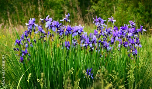 Wild irises are very rare flowers that grow in the mountains of the southern Urals