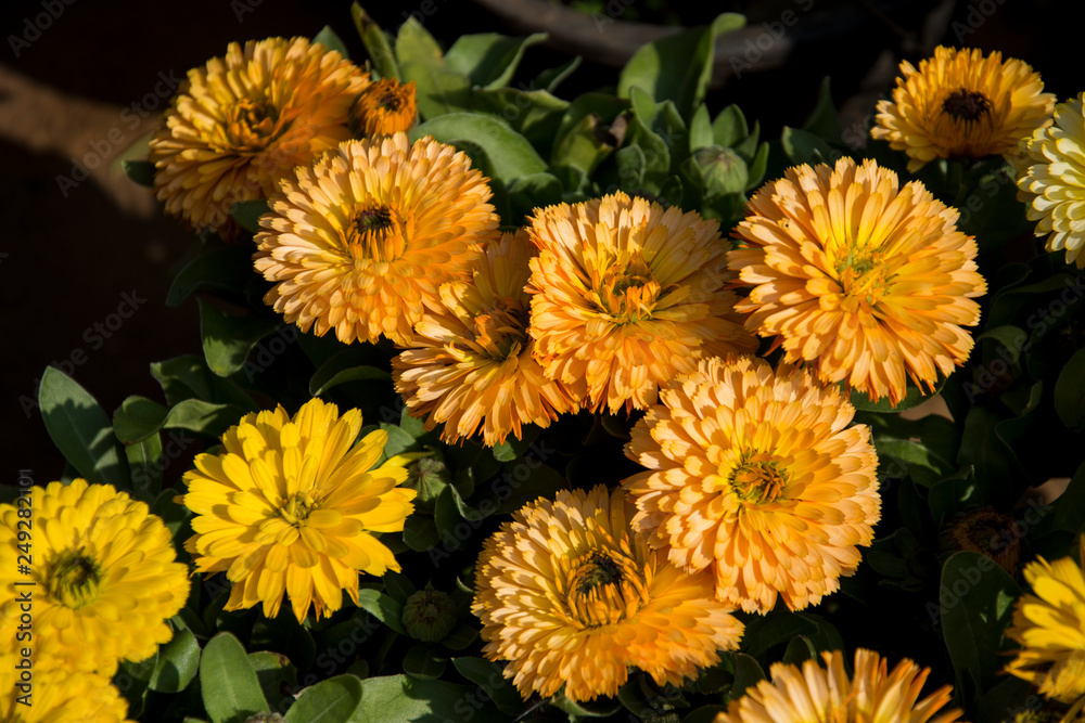 flowers flowers