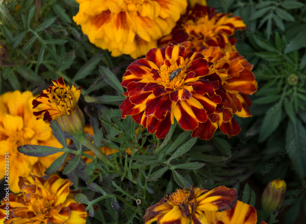 flowers flowers