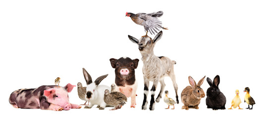 Group of funny farm animals isolated on white background