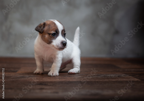 Jack Russell Terrier puppy with brown spots stands on the wooden floor against the background of a gray wall. © AMBERLIGHT