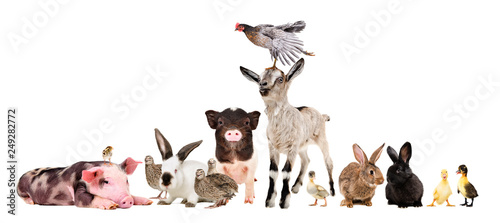 Fotografia Group of funny farm animals isolated on white background