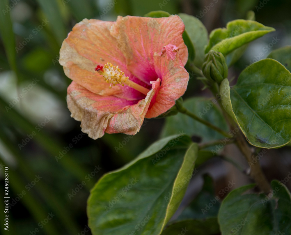 flowers flowers