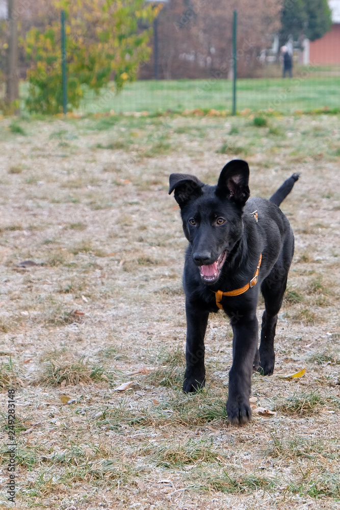 Black German Sheepard Dog Puppy in training class. Portrait, Running, Dog Trainer Black German Sheepard Dog Puppy in training class. Portrait, Running, Dog Trainer