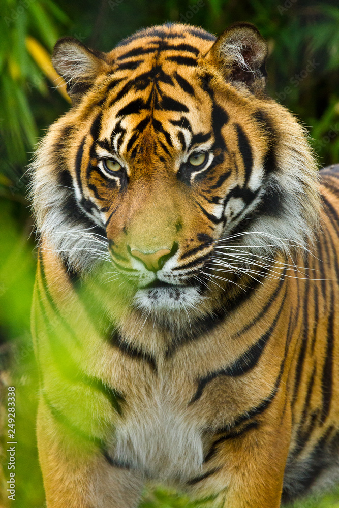 Sumatra-Tiger (Panthera tigris sumatrae) Sumatra-Tiger (Panthera tigris sumatrae)