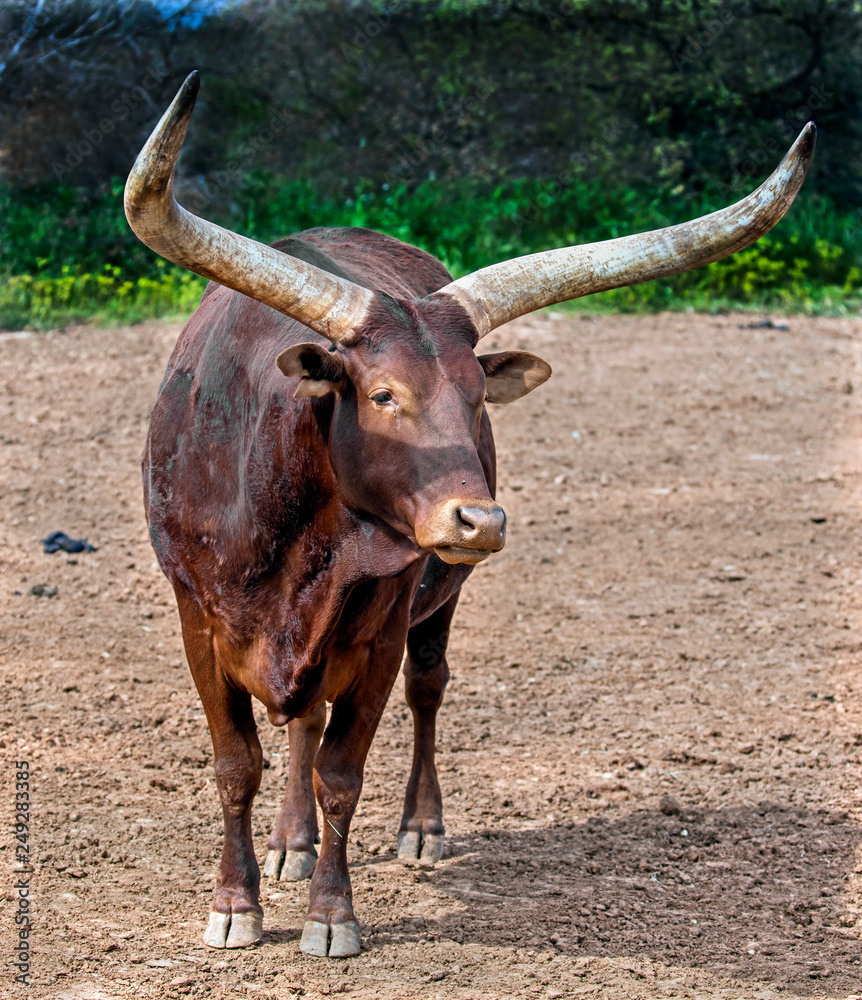 Watusi cattle. Latin name - Bos taurus watusi Watusi cattle. Latin name - Bos taurus watusi
