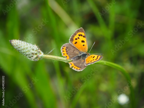 Butterfly on a green stalk © Taras