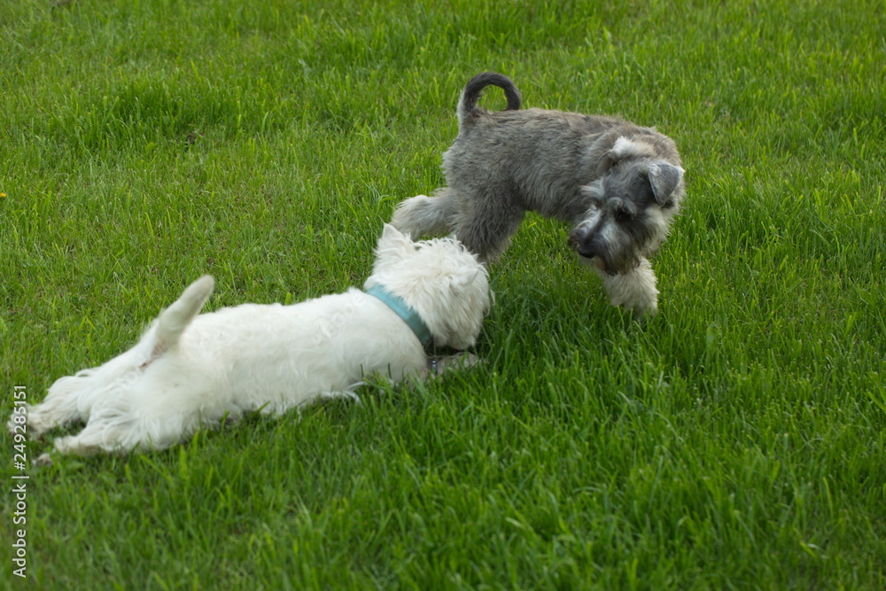 Fototapeta premium funny dog terrier schnauzer on a walk
