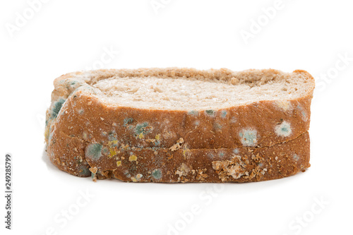 Mold on Bread photo