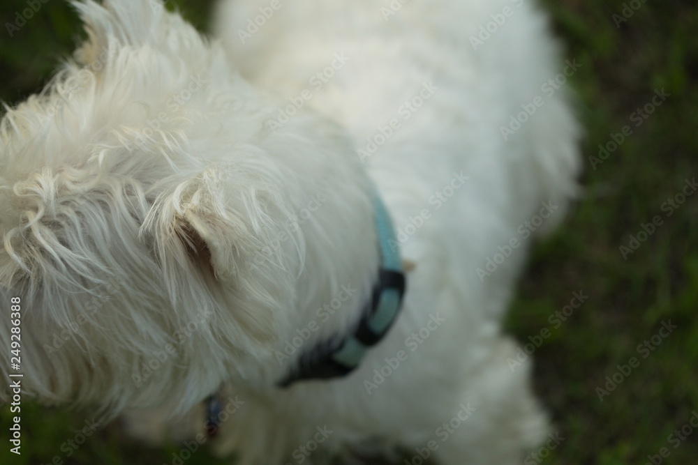 funny dog terrier schnauzer on a walk funny dog terrier schnauzer on a walk