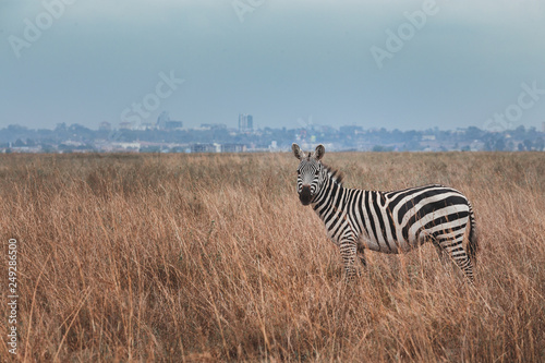 Zebra stand in among drying grass field (Savannah) in front of city and looking at to the Camera, Location in the center of the Nairobi City,Kenya. Contrast situation. Wild Life. Animal in Africa.