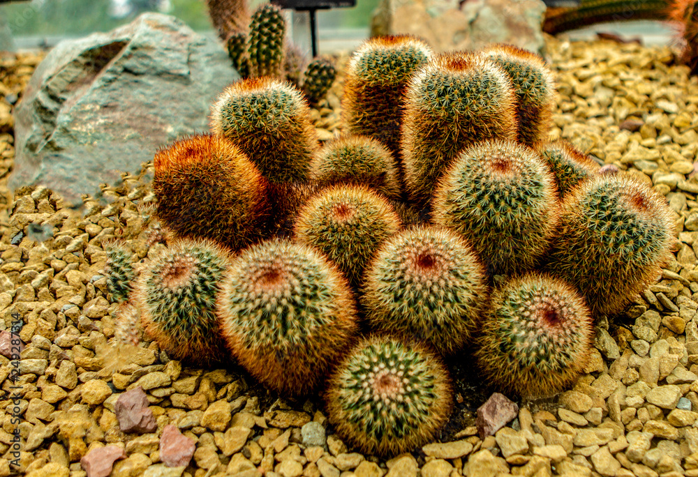 Cactus Cactus