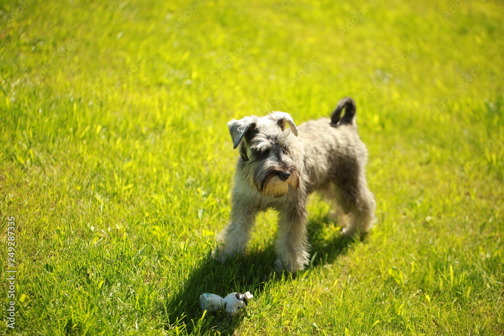 funny dog terrier schnauzer on a walk
