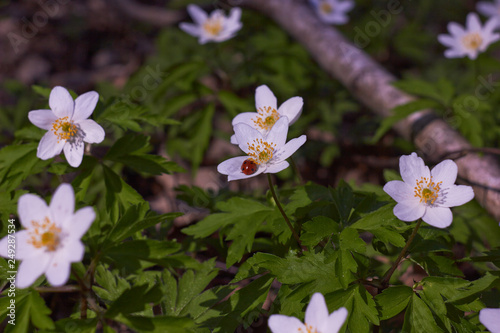 White spring flowers, snowdrops in the forest. Anemone nemorosa - wood anemone, windflower, thimbleweed, and smell fox. Romantic soft gentle artistic image.