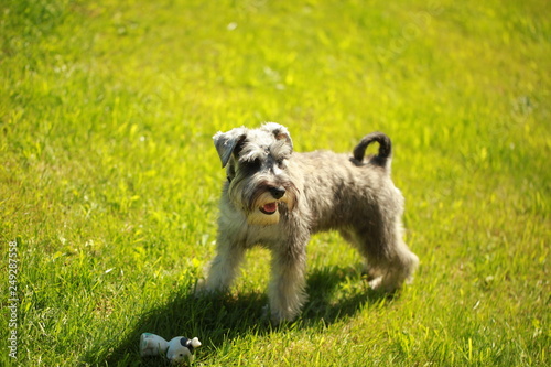 funny dog terrier schnauzer on a walk