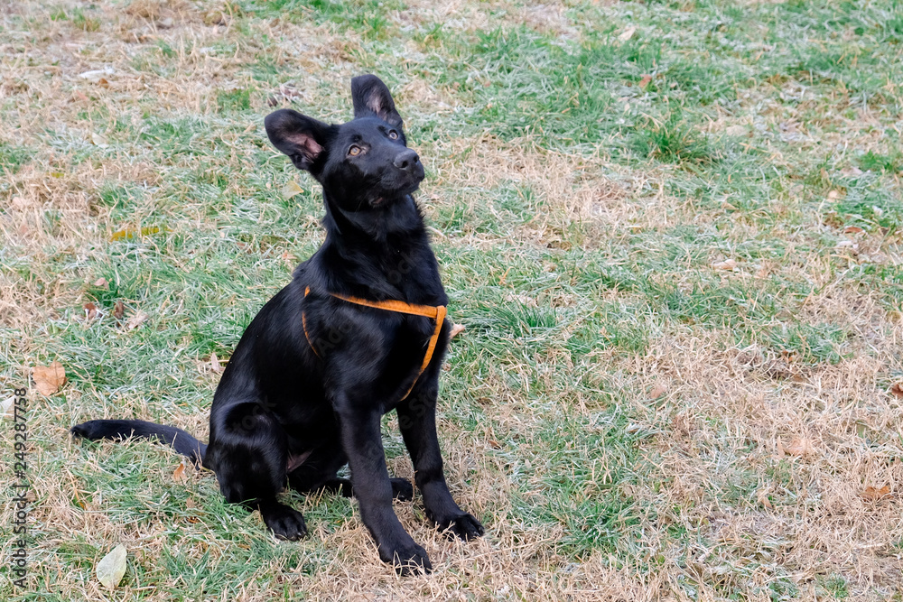 Black German Sheepard Dog Puppy in training class. Portrait, Running, Dog Trainer Black German Sheepard Dog Puppy in training class. Portrait, Running, Dog Trainer