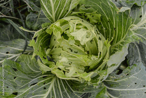 Close-up of fresh cabbage has worm in the vegetable garden.
