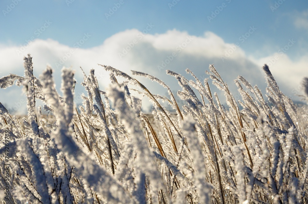 Fototapeta premium Frozen dry yellow grass under dark blue sky in Khakassia, Russia