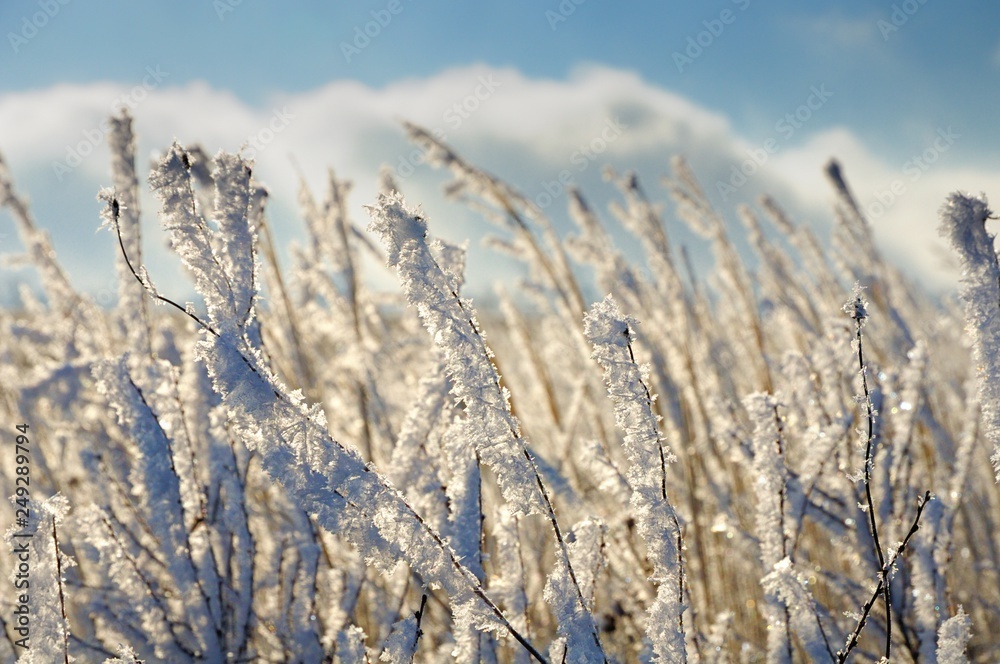 Frozen dry yellow grass under dark blue sky in Khakassia, Russia Frozen dry yellow grass under dark blue sky in Khakassia, Russia