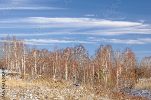 Winter landscape with bare trees and dry yellow grass covered with first snow under dark blue sky with feather clouds in Siberia, Russia