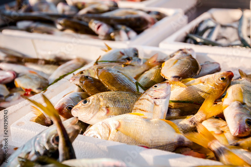 Fresh sea fish on Ice at outdoor fish flea market photo