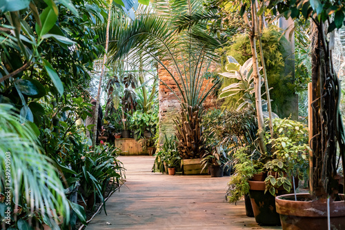 variety of tropical plants and flowers in botanical garden orangery