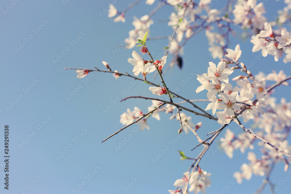 background of spring almond blossoms tree. selective focus. background of spring almond blossoms tree. selective focus.