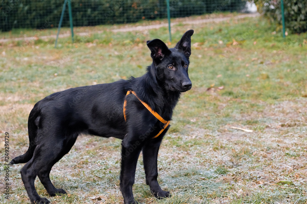 Black German Sheepard Dog Puppy in training class. Portrait, Running, Dog Trainer Black German Sheepard Dog Puppy in training class. Portrait, Running, Dog Trainer