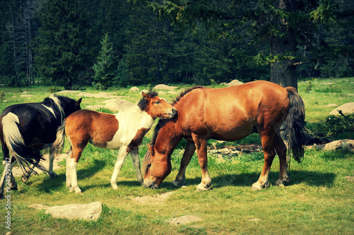 Breed of Mongolian horses. © Aleksandra