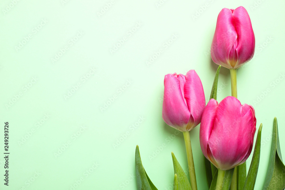 Fototapeta premium bouquet of pink tulips