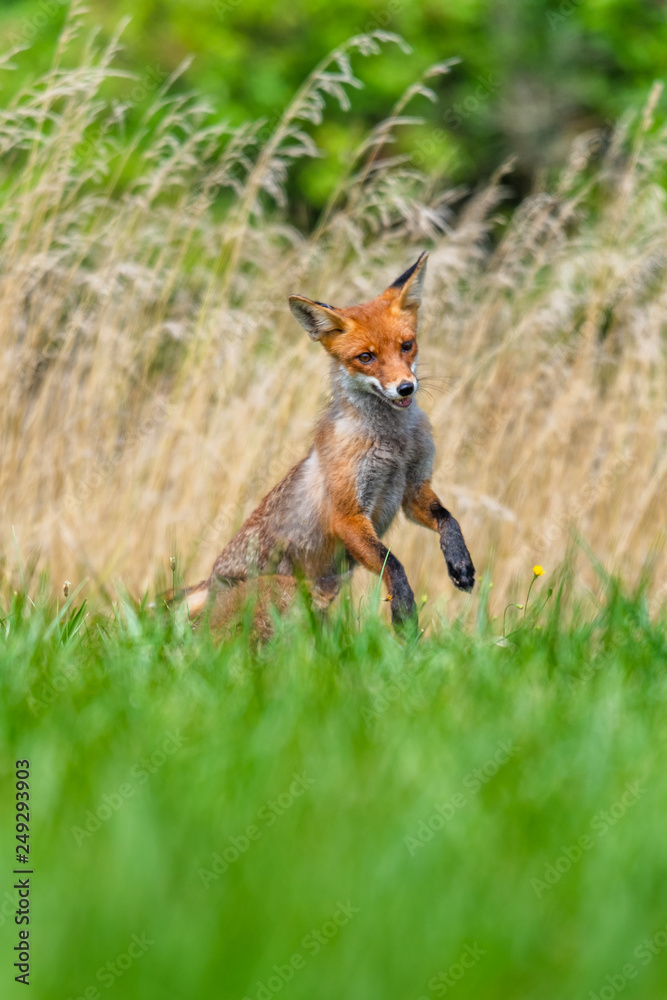 Cute Red Fox, Vulpes vulpes in fall forest. Beautiful animal in the nature habitat. Wildlife scene from the wild nature. Red fox running in orange autumn leaves