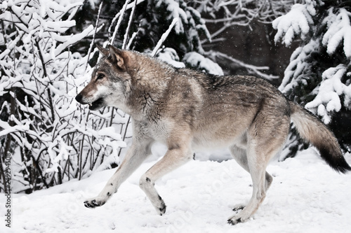A large gray wolf quickly runs through the forest, a powerful impetuous wild beast in winter. © Mikhail Semenov