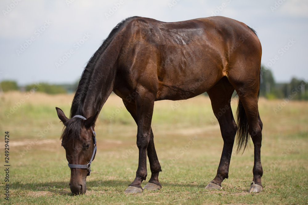 A dark brown horse grazing in a field A dark brown horse grazing in a field