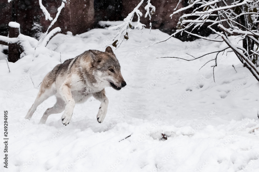 Obraz premium A large gray wolf quickly rushes through the snow ahead on you, in the snow