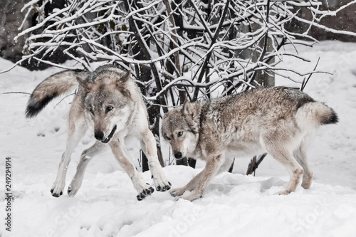 Wolves male and female play during mating in a snowy winter forest © Mikhail Semenov