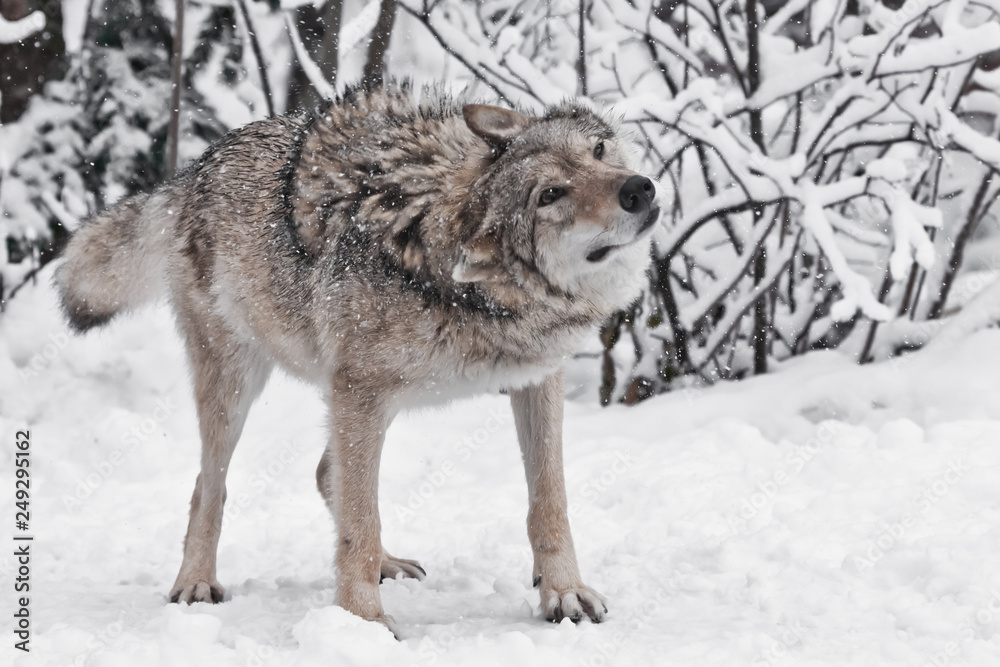 Obraz premium The wolf (female wolf) vigorously shakes off hair from snow during a snowfall