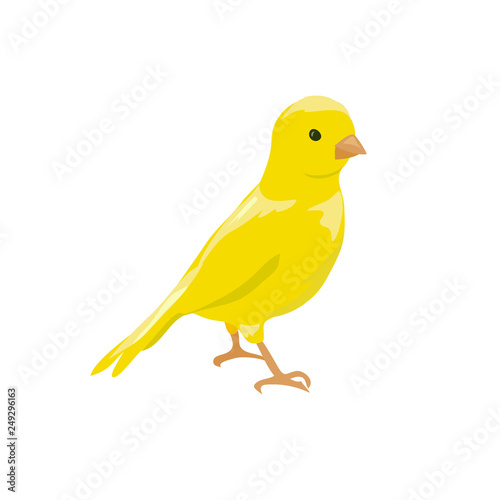 small yellow bird. canary photo