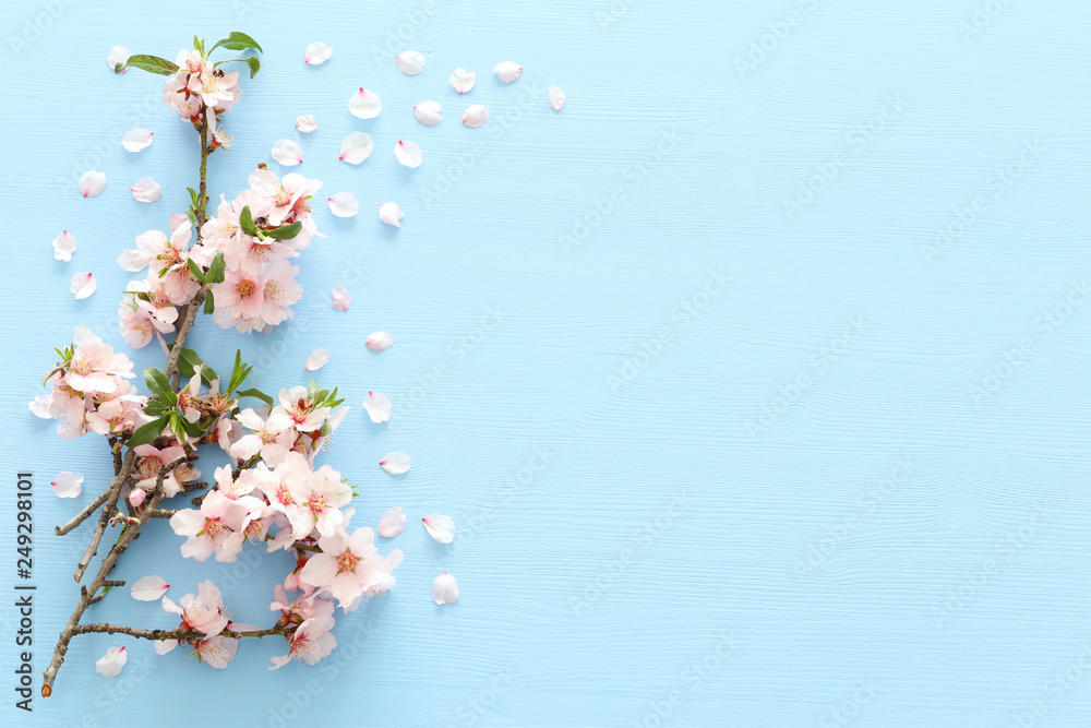 Fototapeta photo of spring white cherry blossom tree on blue wooden background. View from above, flat lay