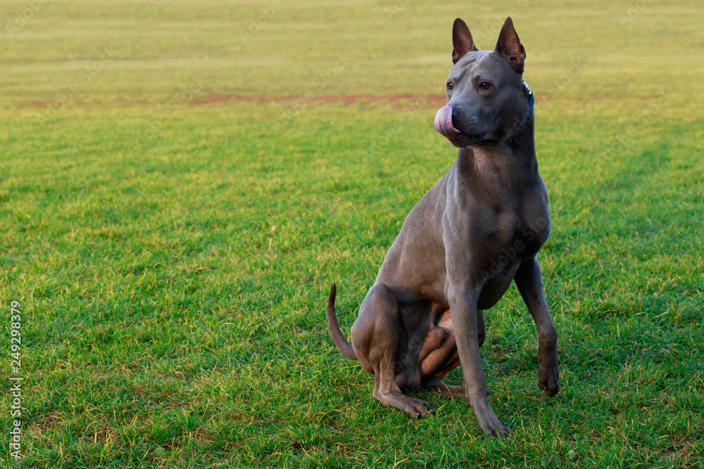 Dog breed Thai Ridgeback