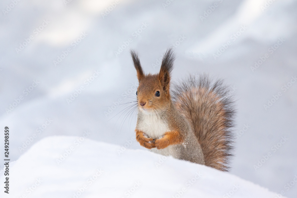 squirrel snow winter